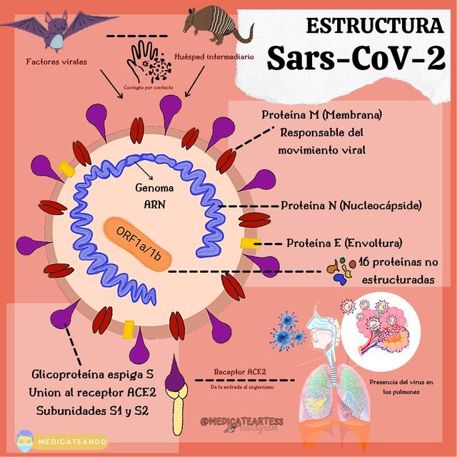 Estructura SARS COV2