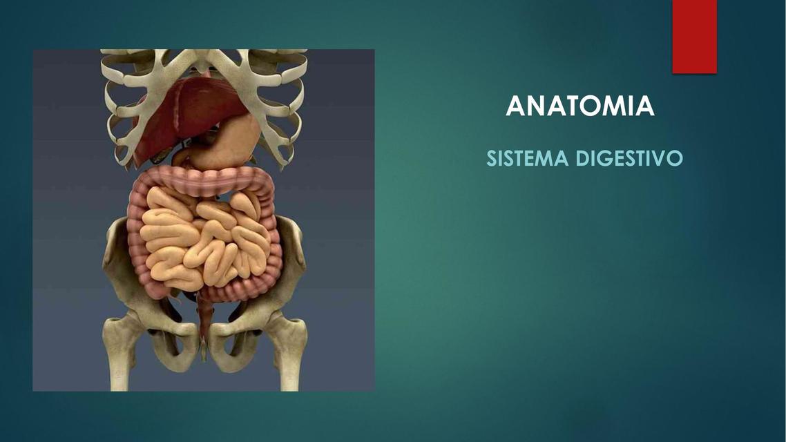 Sistema Digestivo