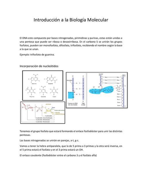 Introducción a la Biología Molecular