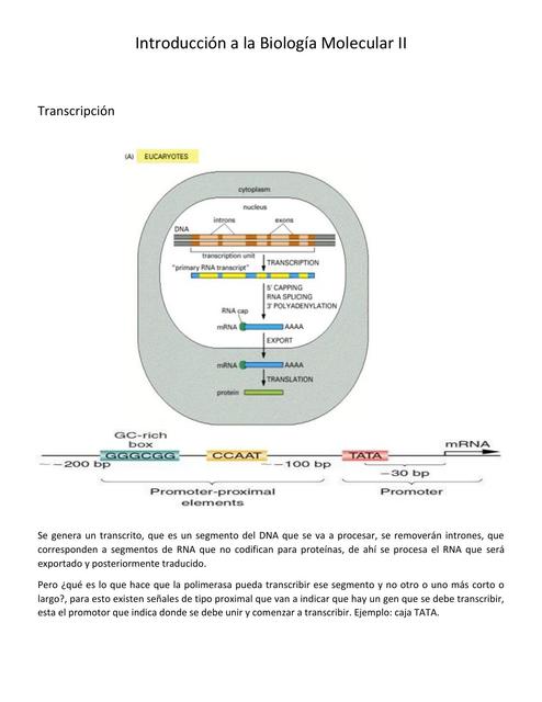 Introducción a la Biología Molecular II