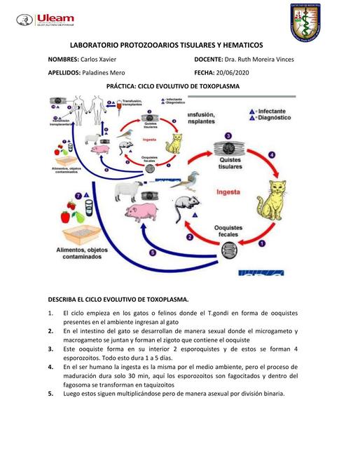 CICLO EVOLUTIVO PARASITOLOGIA