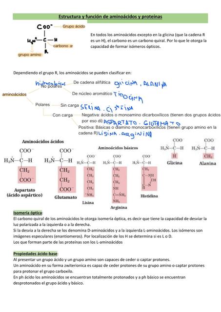 Estructura y Función de Aminoácidos y Proteínas 