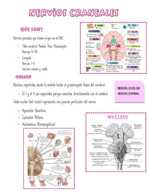 NERVIOS CRANEALES