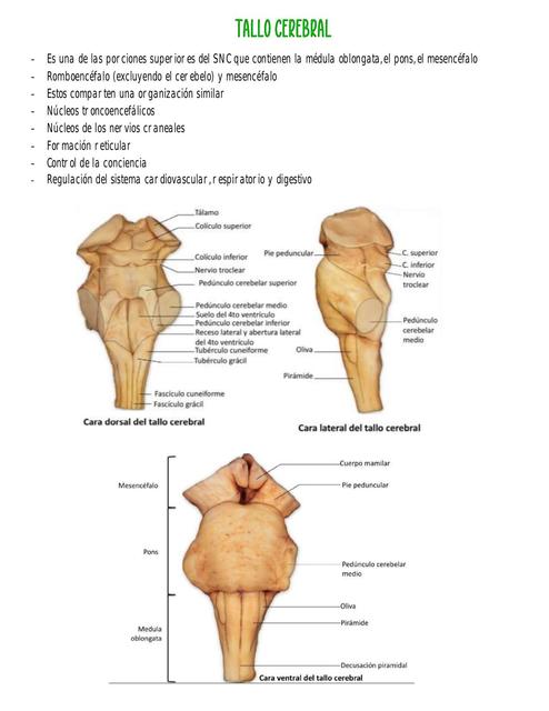 Tallo Cerebral 