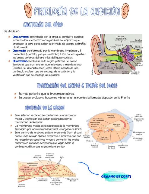 Fisiología de la Audición 