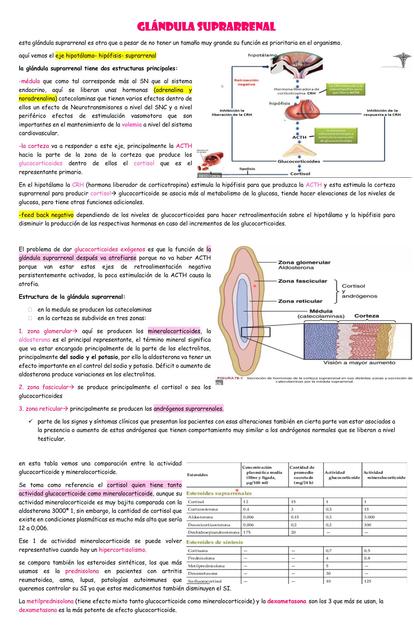 Fisiología Suprarrenal 