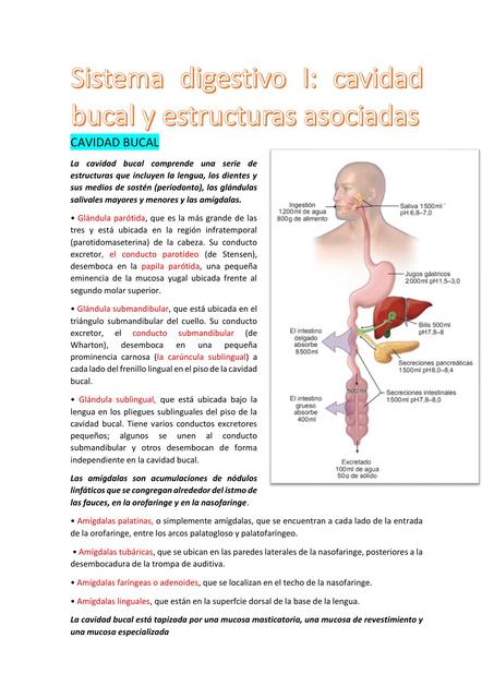 Sistema digestivo I ll lll