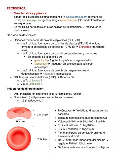 Eritrocitos 