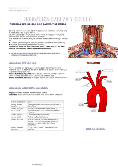 IRRIGACIÓN CABEZA Y CUELLO