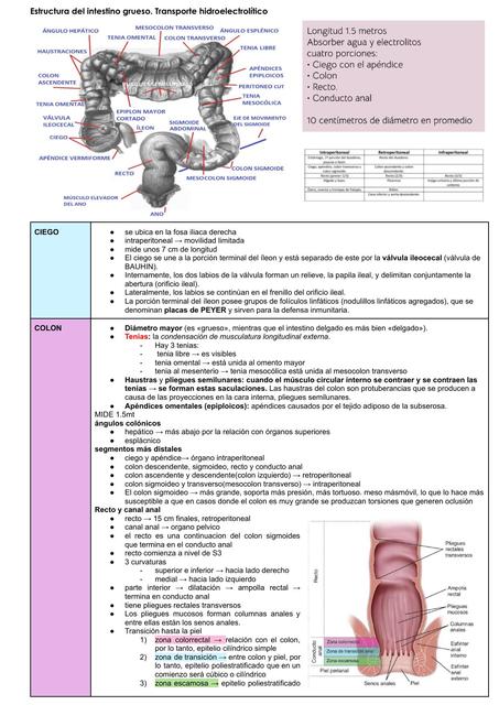 Estructura del intestino grueso