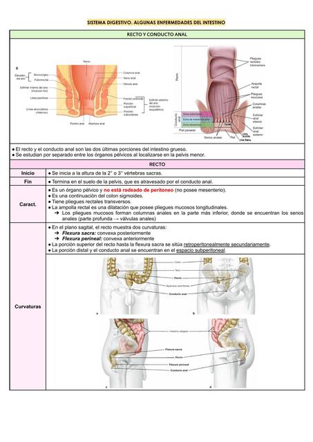 Enfermedades digestivas