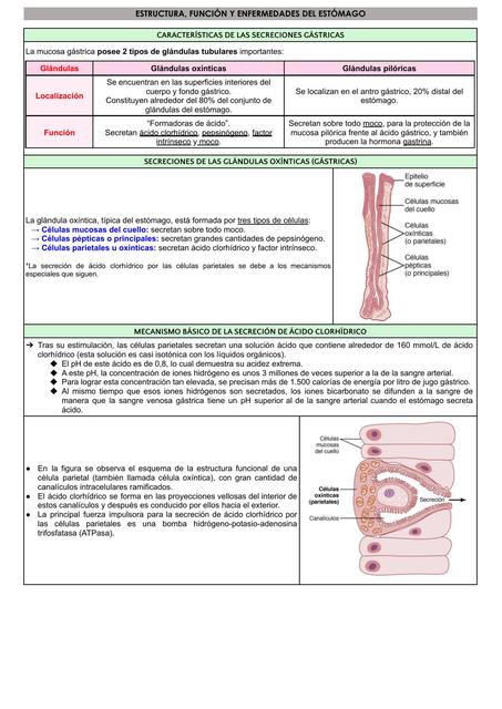 ENFERMEDADES DEL ESTÓMAGO