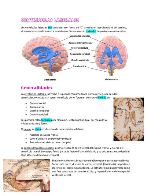 Ventriculos Laterales 