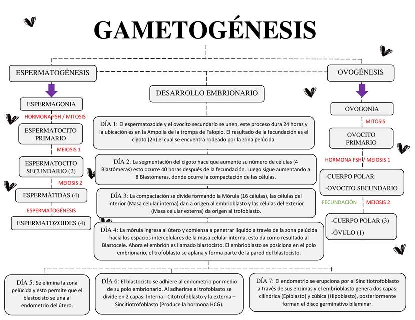 Gametogénesis