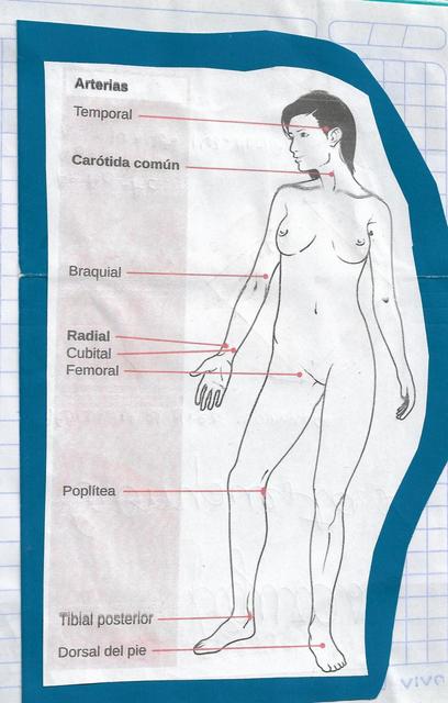 Signos Vitales 