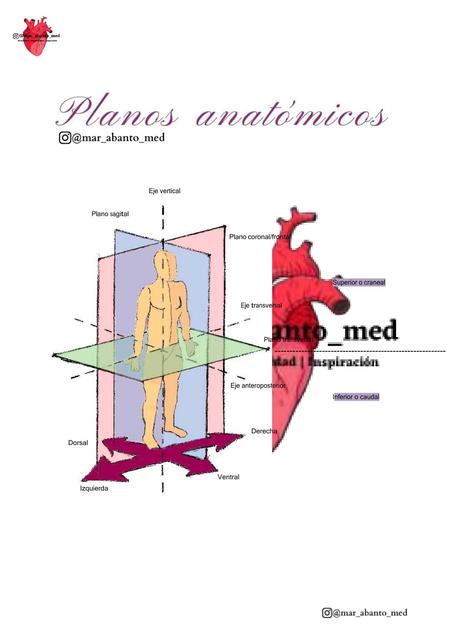 Planos Anatómicos