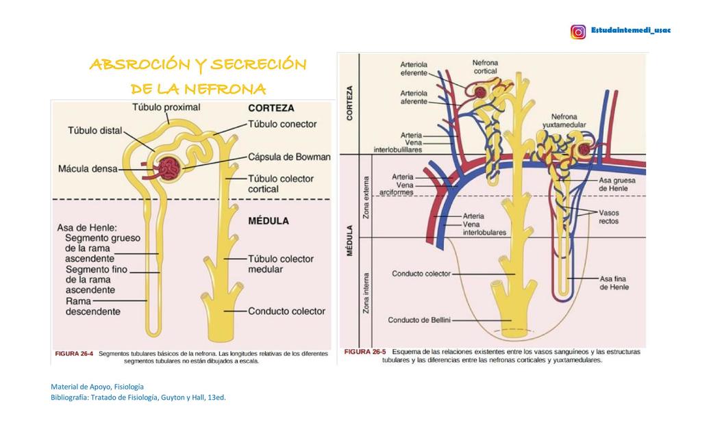 Res Menes De Nefronas Descarga Apuntes De Nefronas