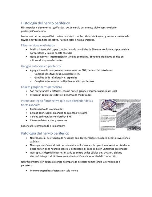 Histología del Nervio Periférico