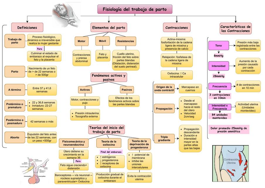 Obstetricia Normal Mecanismo Del Parto Udocz Vrogue Co