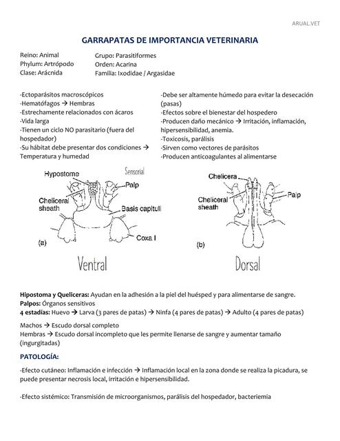 Garrapatas de importancia veterinaria