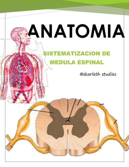 Médula espinal sistematización I