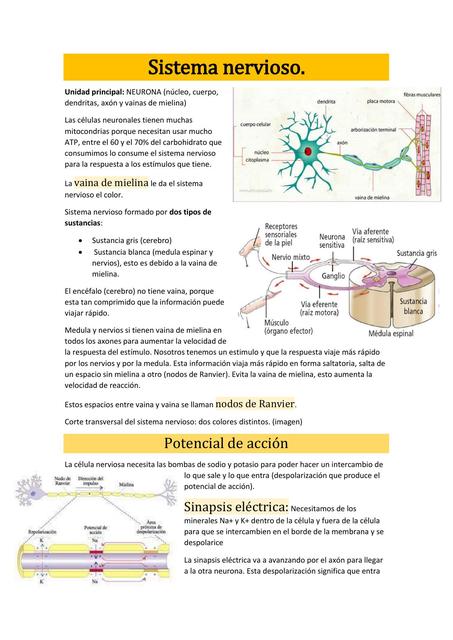 Sistema Nervioso 