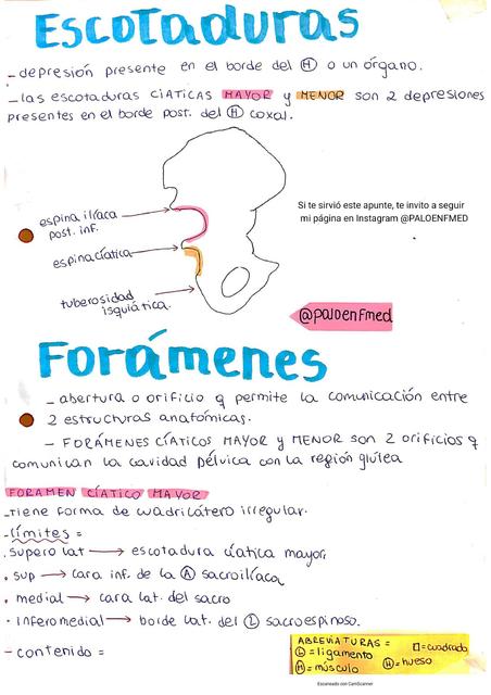 Escotaduras y Forámenes ciáticos Miembro inferior Anatomía