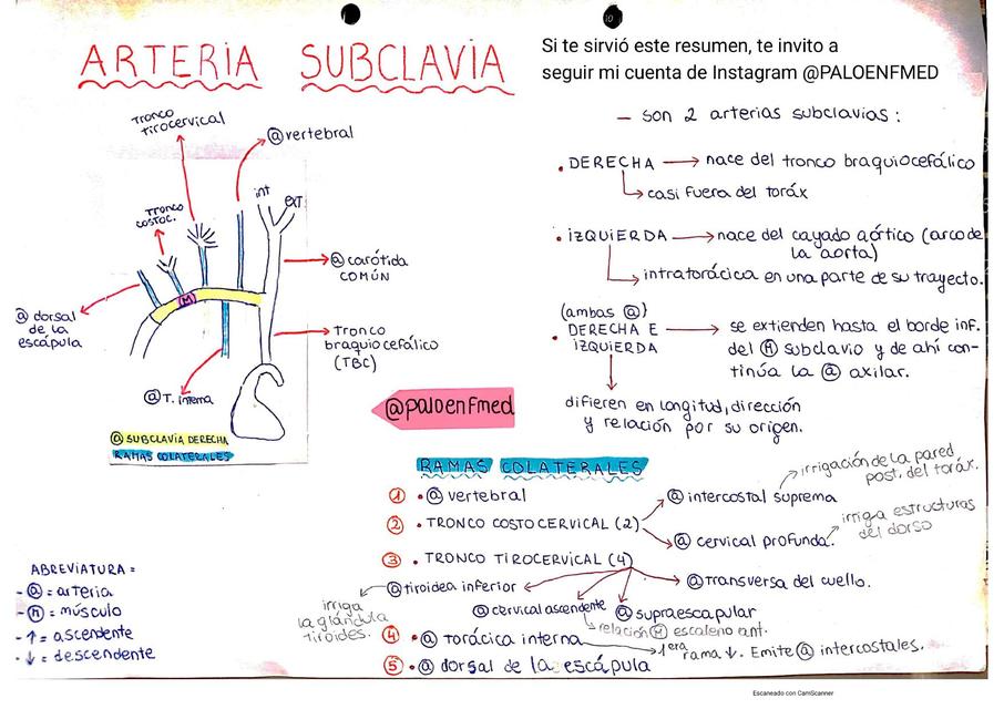 arteria subclavia