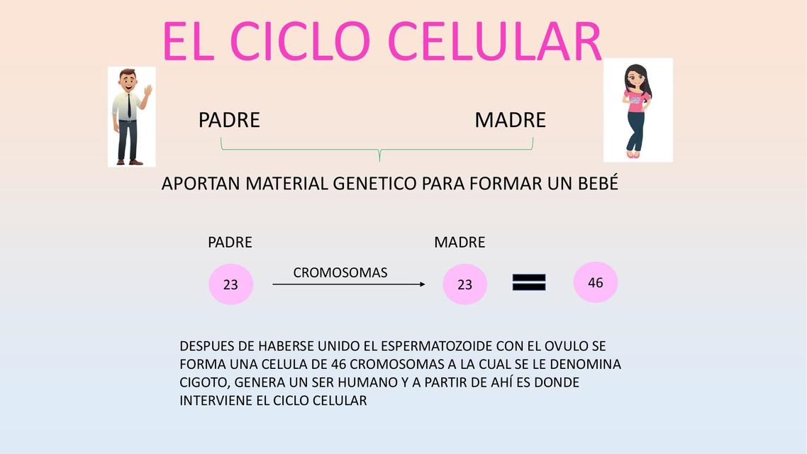 Ciclo Celular 