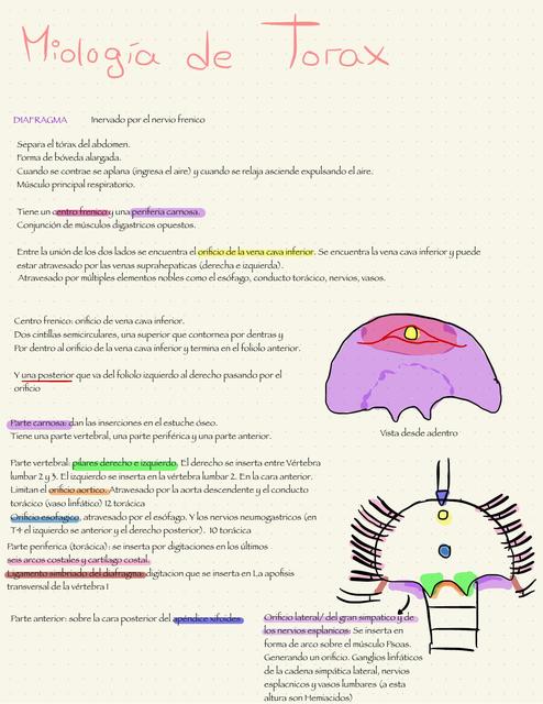Miología De Tórax