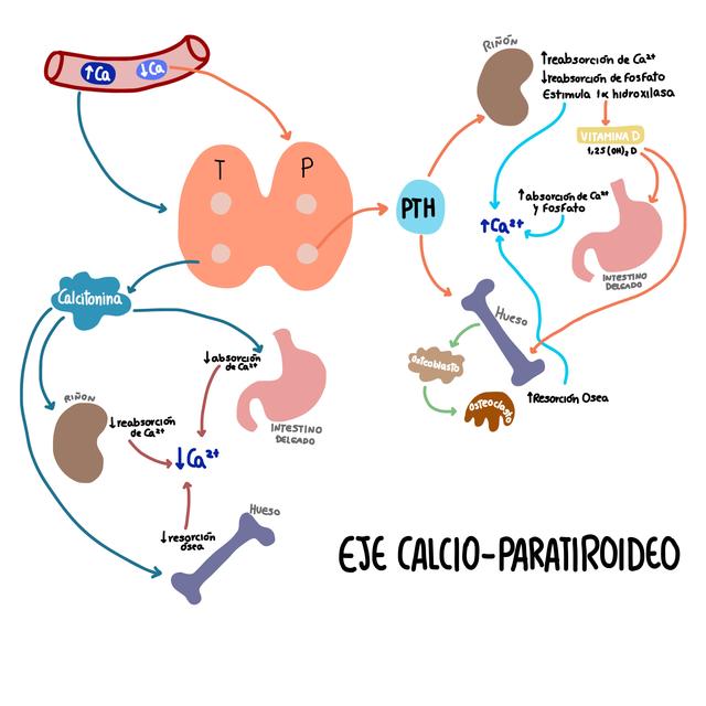 Eje Calcio Paratiroideo