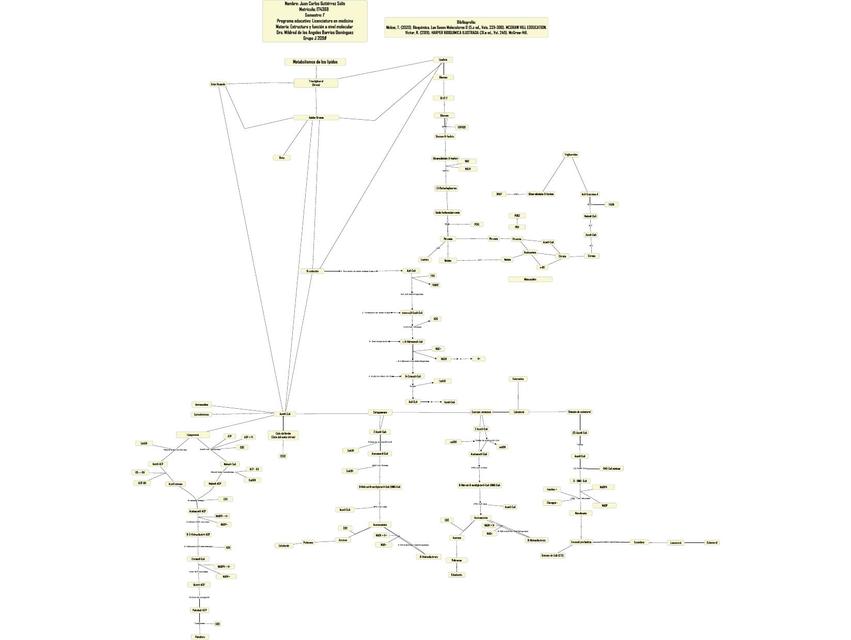 Metabolismo de los Lípidos