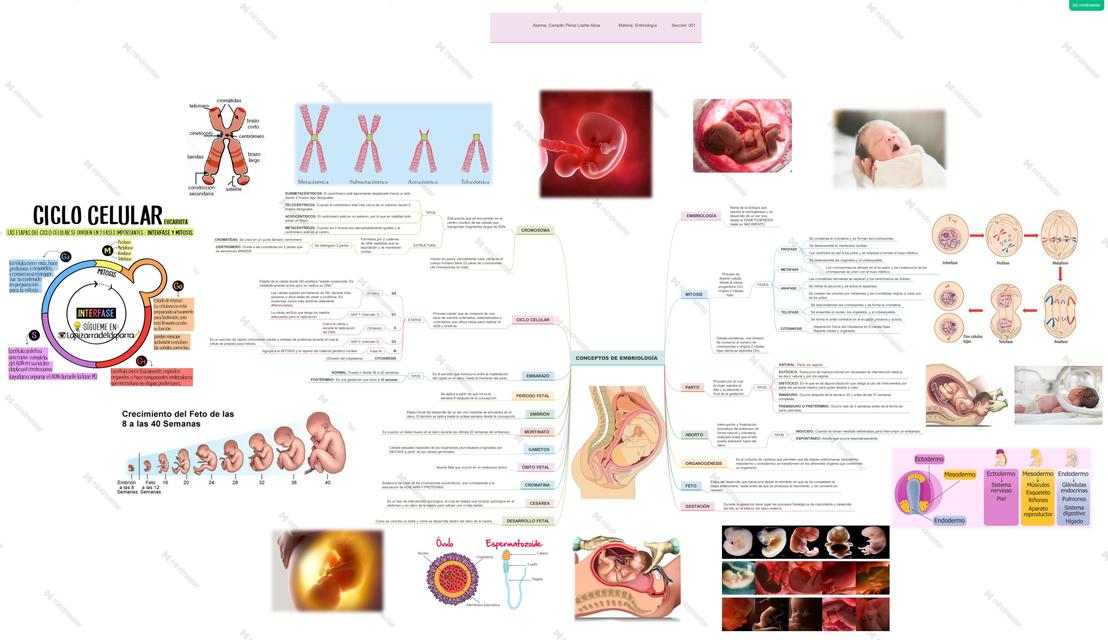 Conceptos Embriología