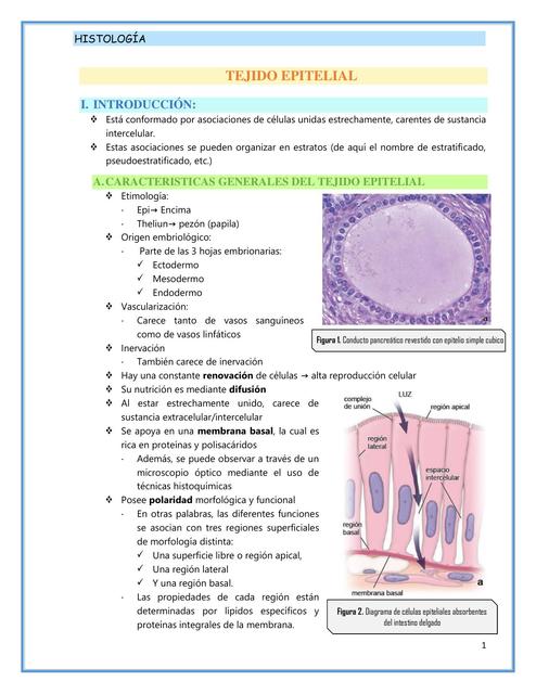 Tejido Epitelial Histología