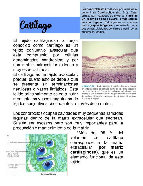 Cartílago Resumen Expo3