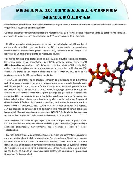  INTERRELACIONES METABOLICAS I - BIOQUIMICA 