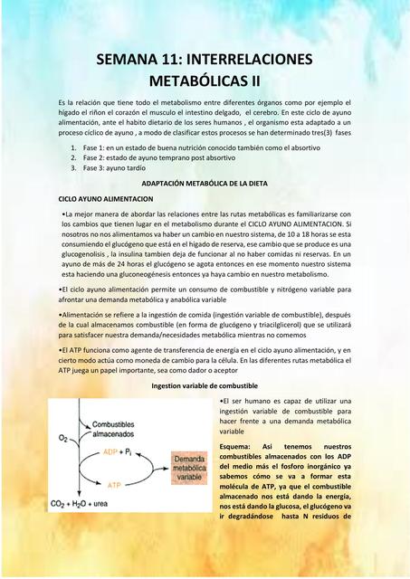  INTERRELACIONES METABOLICAS II - BIOQUIMICA