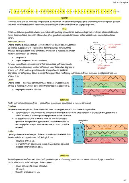 Digestión y absorción de macronutrientes qca uabp2