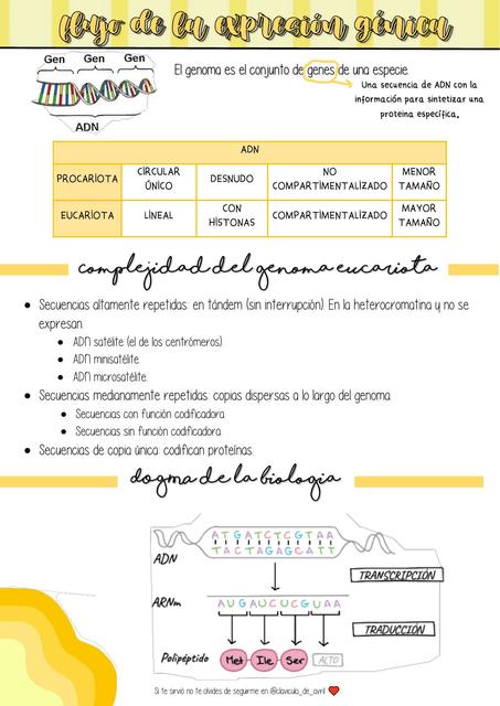 Flujo de la expresión génica