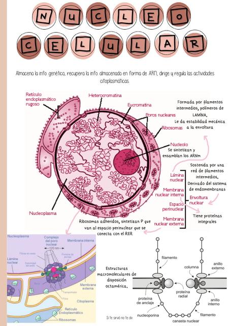 Núcelo celular