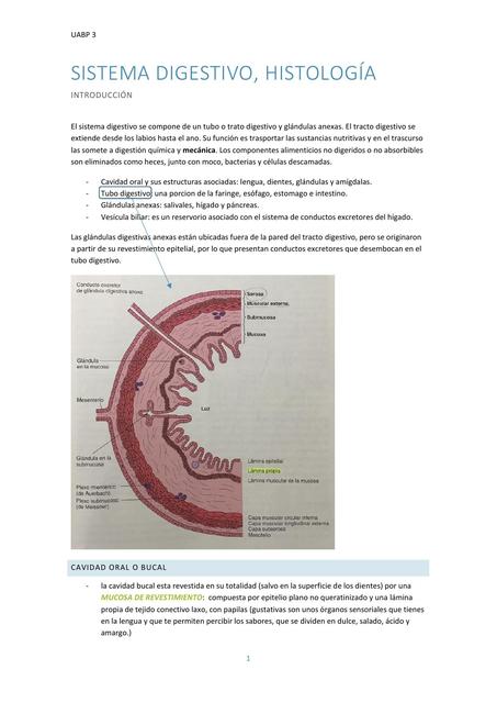 resumen histología lengua, esófago, estomago y glándulas salivales 