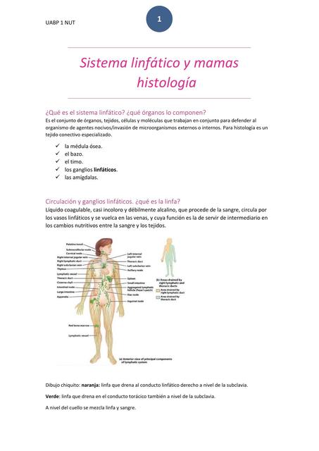 histología mama y linfático 