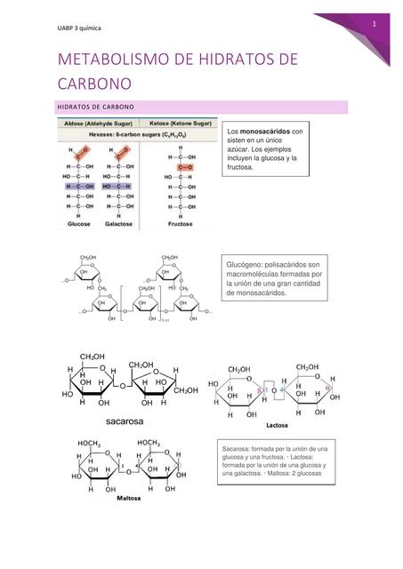 Hidratos de carbono