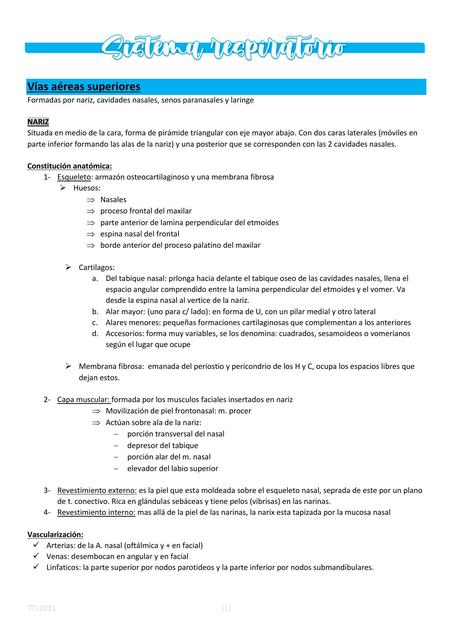 Anatomia de Sistema respiratorio