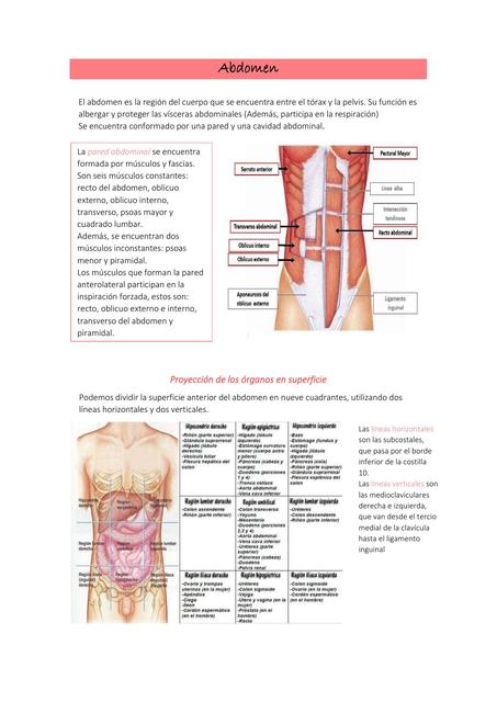 Abdomen