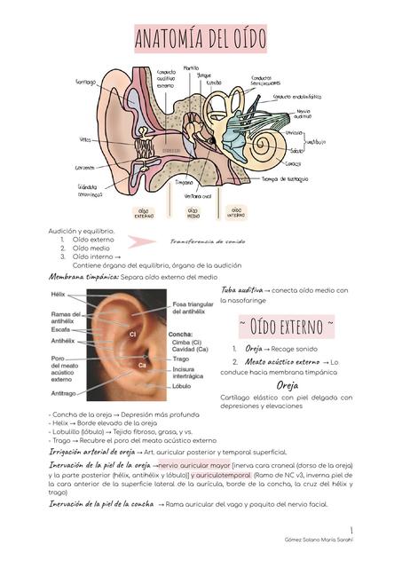 Anatomía del Oído