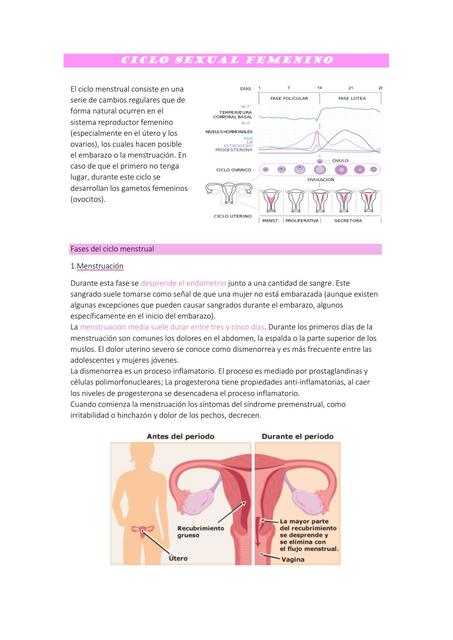 Ciclo Sexual Femenino 