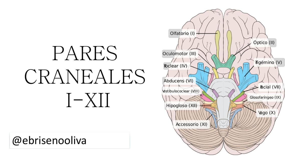 Pares craneales