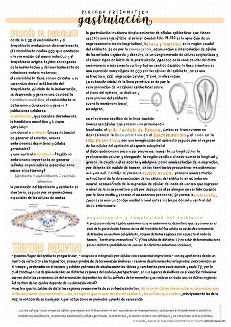 E3 Gastrulacion - Mesenquigram