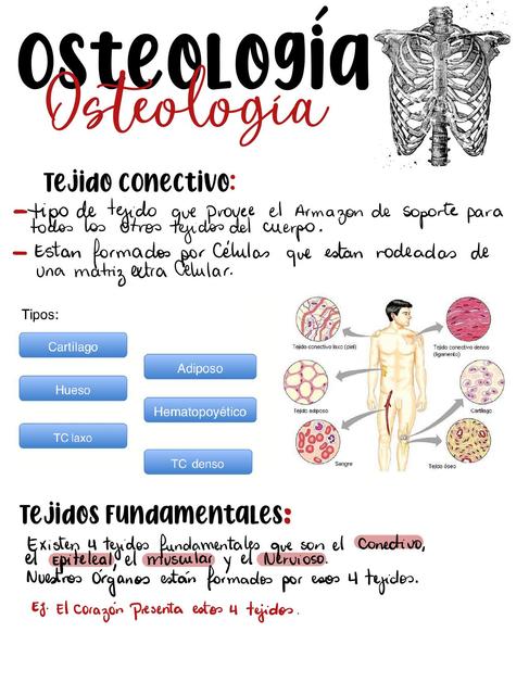 Osteología